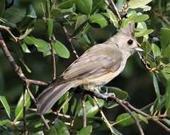 Baeolophus atricristatus