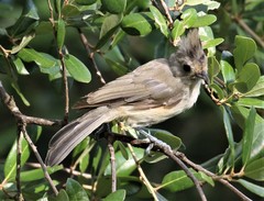Baeolophus atricristatus