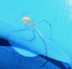 Theridiidae