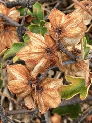 Fremontodendron