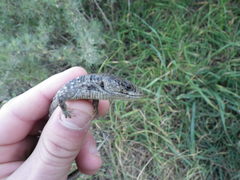 Elgaria coerulea coerulea