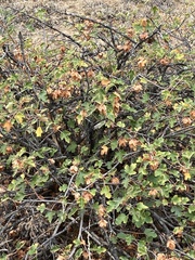 Fremontodendron