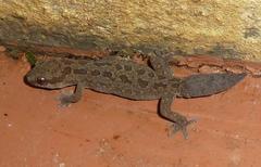 Pachydactylus maculatus