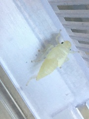 Bothrogonia ferruginea