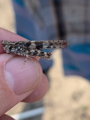 Trimerotropis huroniana