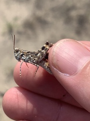 Trimerotropis huroniana