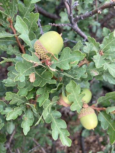 Quercus garryana