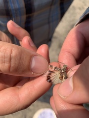 Trimerotropis huroniana