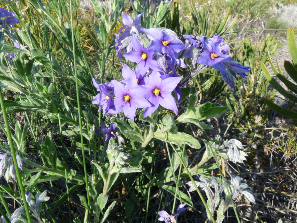 Halgania sericiflora