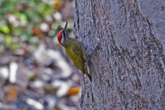 Picus xanthopygaeus