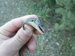 Elgaria coerulea coerulea