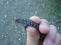 Elgaria coerulea coerulea