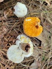 Hypomyces chlorinigenus