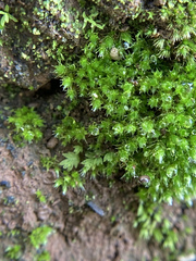 Bryum dichotomum