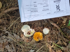 Hypomyces chlorinigenus