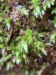 Bryum dichotomum