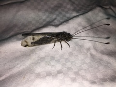 Ululodes quadripunctatus