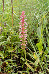 Satyrium macrophyllum