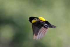 Euplectes capensis approximans