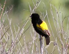 Euplectes capensis approximans