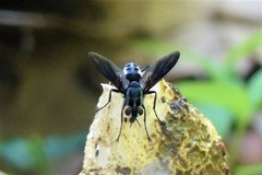 Hermya