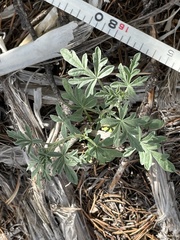 Sphaeralcea digitata