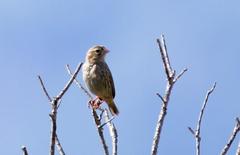 Euplectes capensis approximans