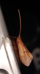 Pycnopsyche circularis