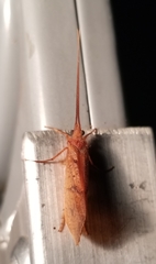 Pycnopsyche circularis