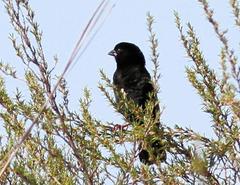 Euplectes capensis approximans