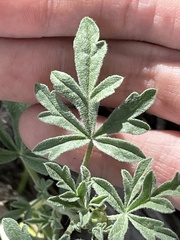 Sphaeralcea digitata