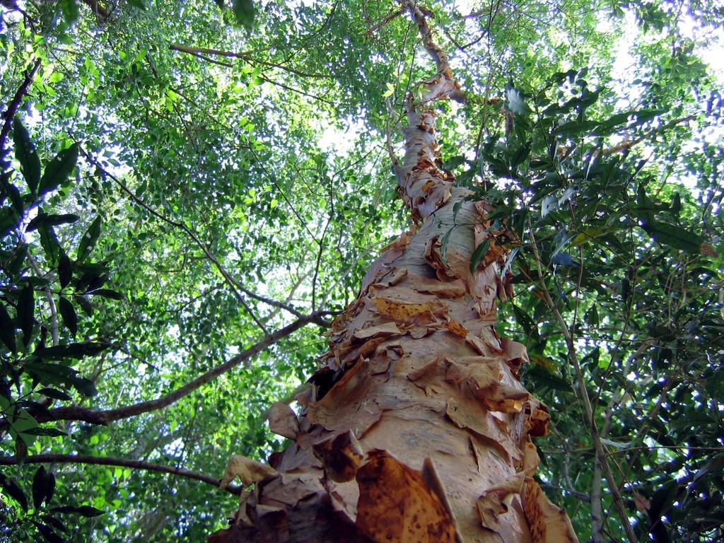 Copper Corkwood
