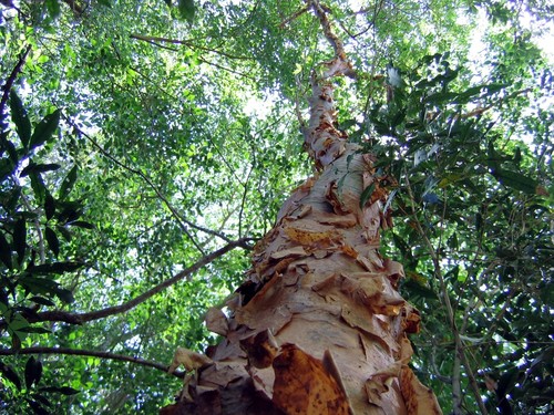 Commiphora harveyi (Engl.) Engl.