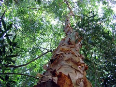 Commiphora harveyi