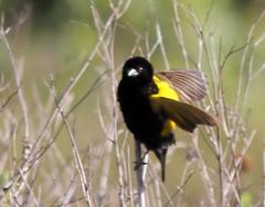 Euplectes capensis approximans