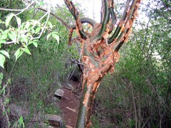 Commiphora harveyi