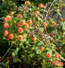 Combretum bracteosum