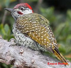 Campethera abingoni abingoni