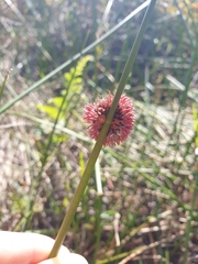 Chorizandra sphaerocephala