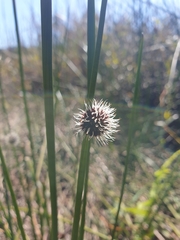 Chorizandra sphaerocephala