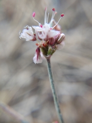 Eriogonum kennedyi
