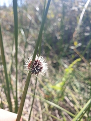 Chorizandra sphaerocephala