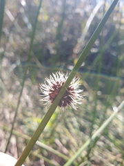 Chorizandra sphaerocephala