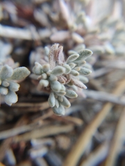 Eriogonum kennedyi