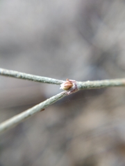Eriogonum kennedyi