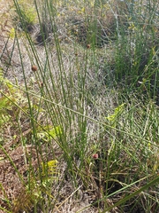 Chorizandra sphaerocephala