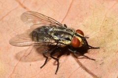 Diptera