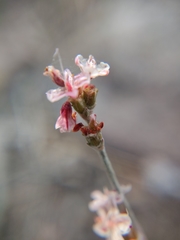 Eriogonum kennedyi