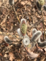 Salix gracilistyla