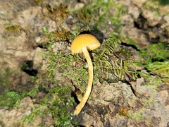Phaeomarasmius proximans